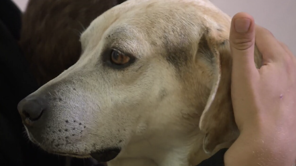Therapy dog provides much-needed comfort, emotional support in Palm Beach County schools